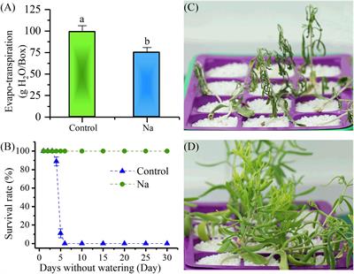 Sodium-Related Adaptations to Drought: New Insights From the Xerophyte Plant Zygophyllum xanthoxylum